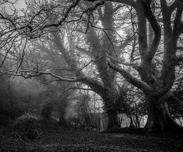 Form and Light 1