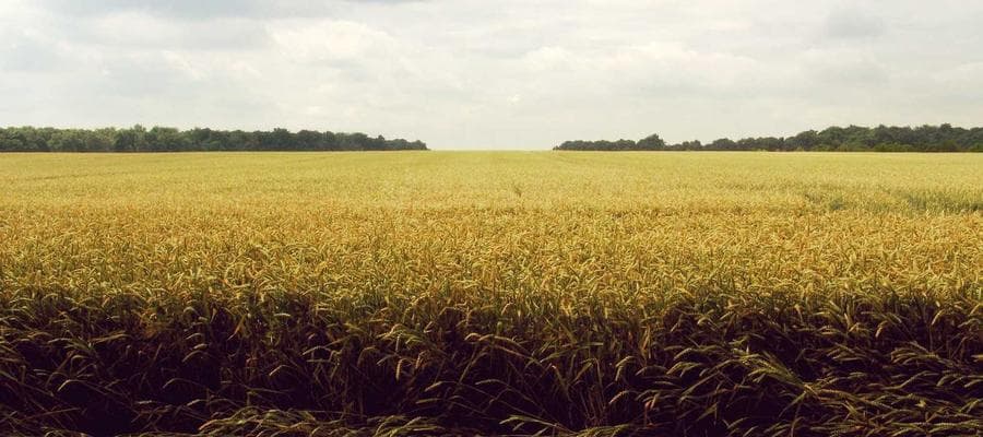 Field Study 1