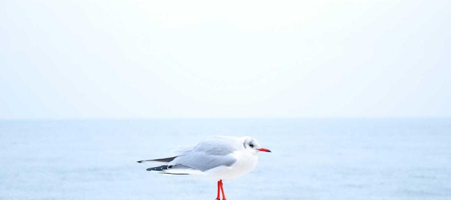 Typographic Composition 1